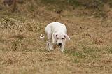 DOGUE ARGENTIN 193